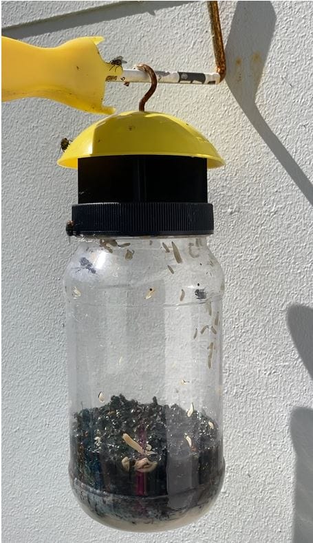 Re-usable Fly Trap by EnviroSafe