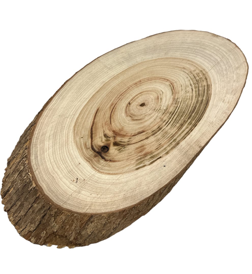 Camphor Laurel Oblique